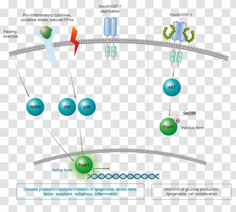 Circle Technology Area - Pathway Transparent PNG