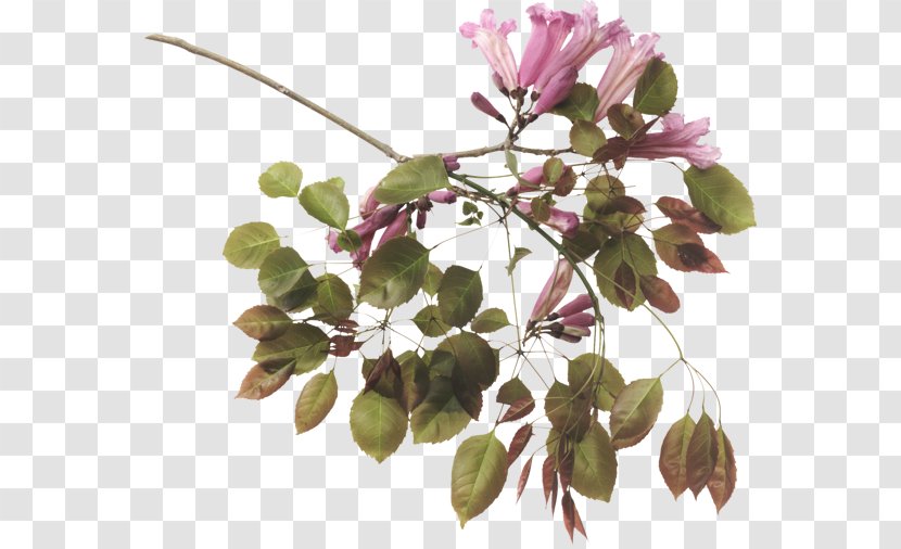 Blog Flower Internet - Flowering Plant Transparent PNG