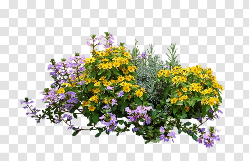 Shrub Flower Garden Plants - Herbaceous Plant - Bush Psd Transparent PNG