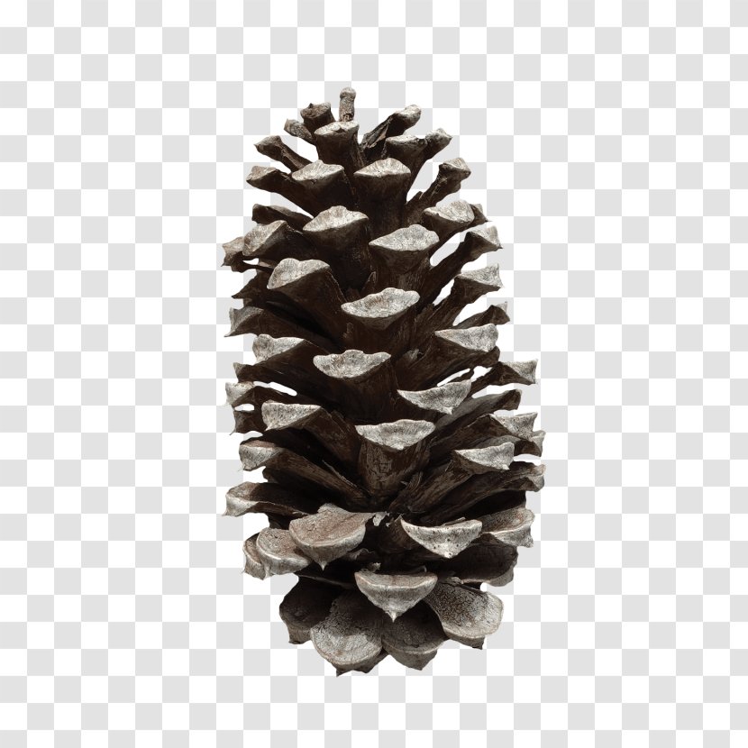 Conifer Cone Fir Image Loblolly Pine - Nut Transparent PNG