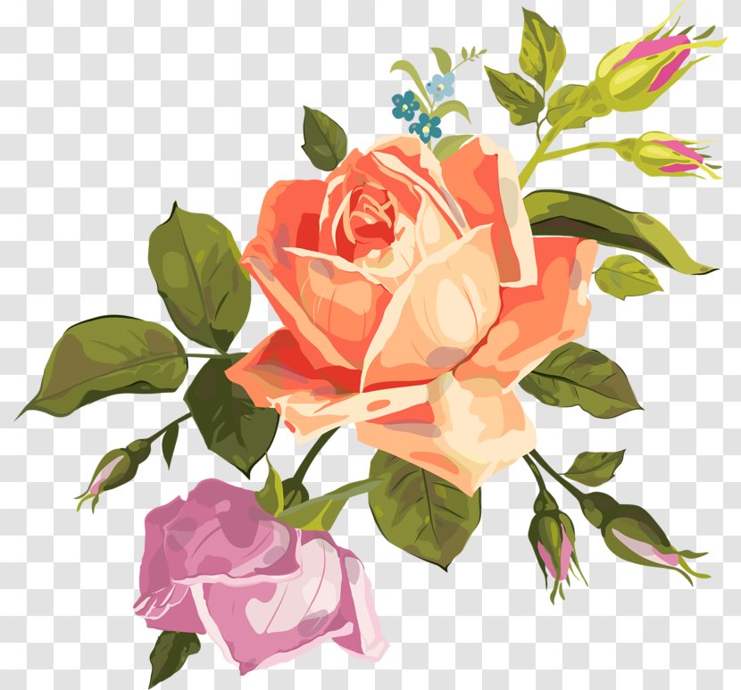 Garden Roses Cabbage Rose Flower Clip Art Transparent PNG