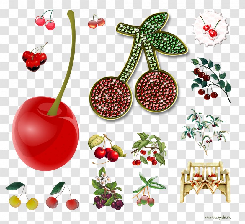 Cherry Cerasus Clip Art - Plant - Zaher Transparent PNG