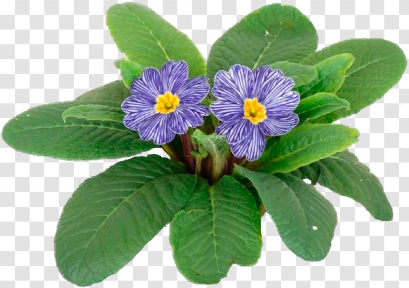 Primrose Violet Biennial Plant Perennial Annual Transparent PNG