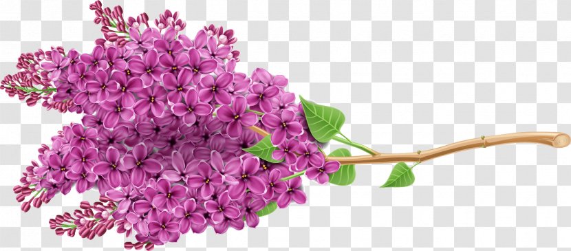 Lilac Purple Flower Newt - White - Beautiful Transparent PNG