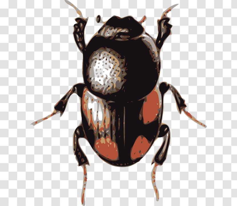 Beetle Clip Art - Scarabs Transparent PNG