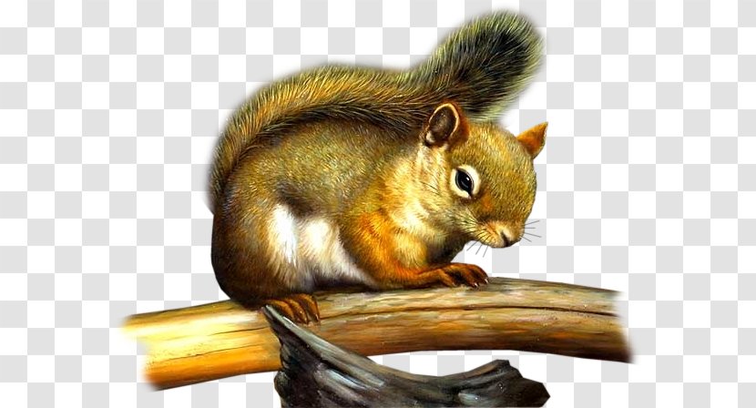 Tree Squirrel Chipmunk Rodent - Blog Transparent PNG