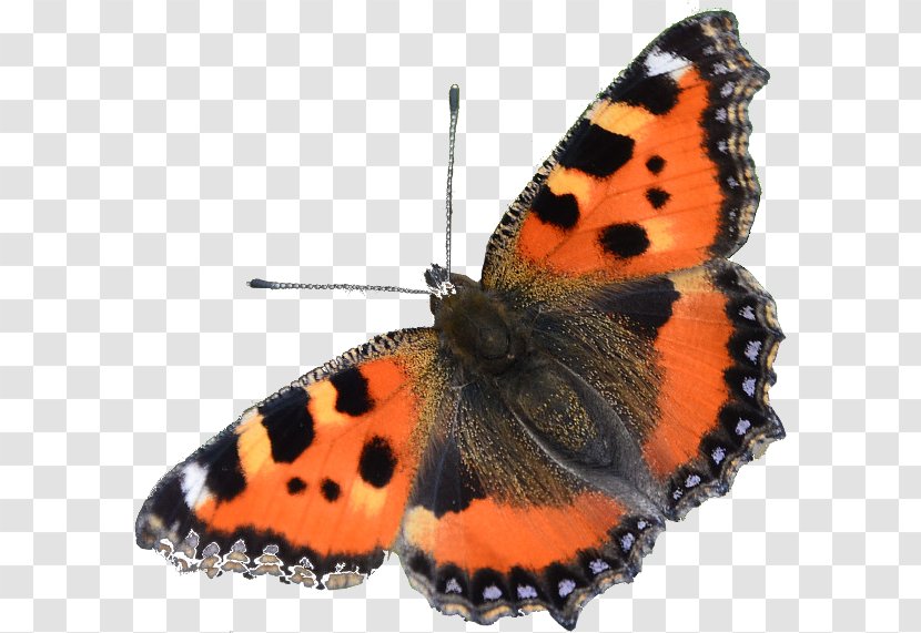 Monarch Butterfly Anneke Kooijman Moth Nymphalidae - Nettles Transparent PNG