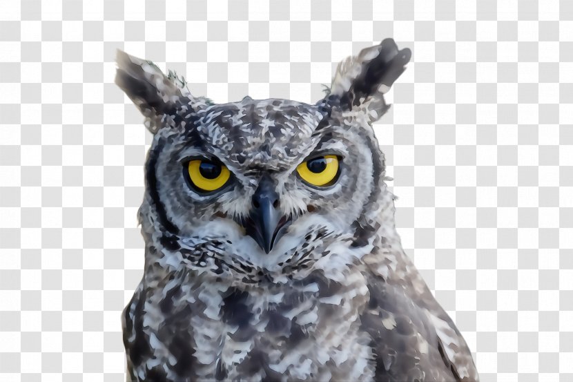Owl Bird Western Screech Of Prey Eastern - Wildlife Beak Transparent PNG