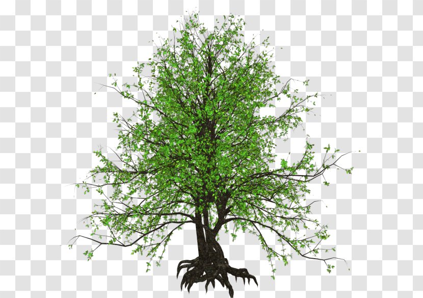 Branch Tree Painting Shrub - Woody Plant Transparent PNG