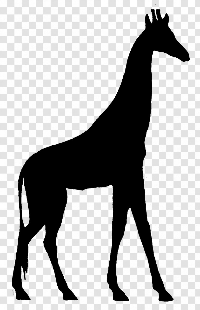 Mustang Giraffe Stallion Black & White - Colts Manufacturing Company - M Neck Transparent PNG