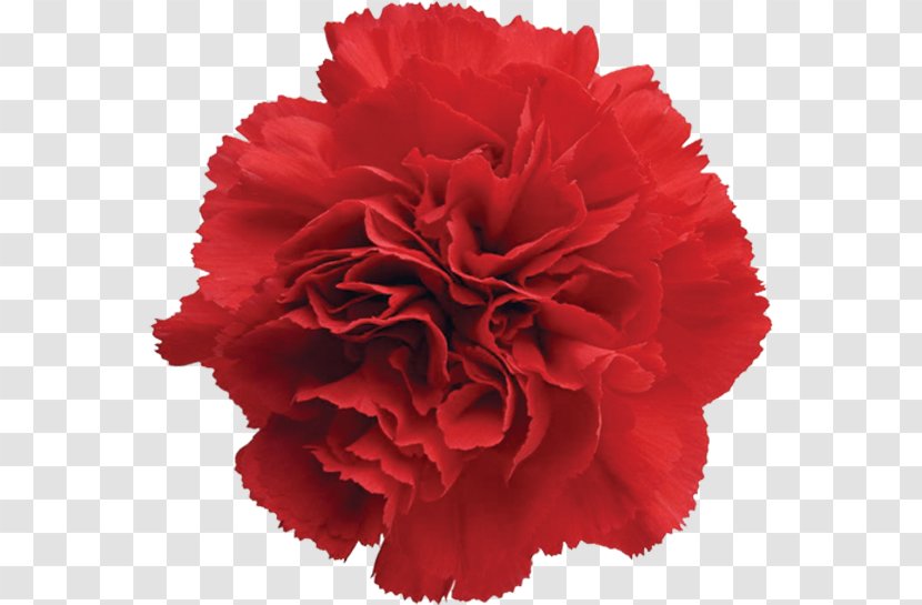 Carnation Cut Flowers Garden Roses Red - Dianthus - Flower Transparent PNG