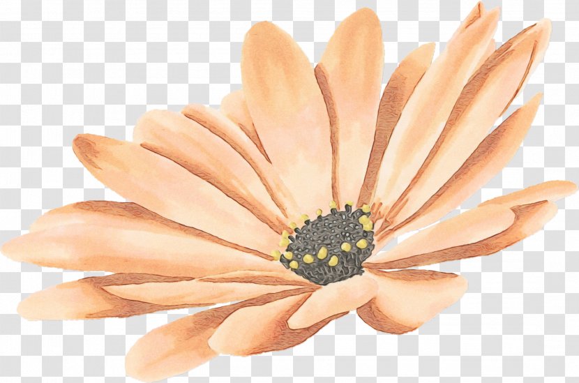 Petal Gerbera Flower Yellow African Daisy - Nail Finger Transparent PNG