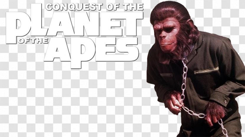 Planet Of The Apes Caesar Dr. Zira Film - Heart Transparent PNG