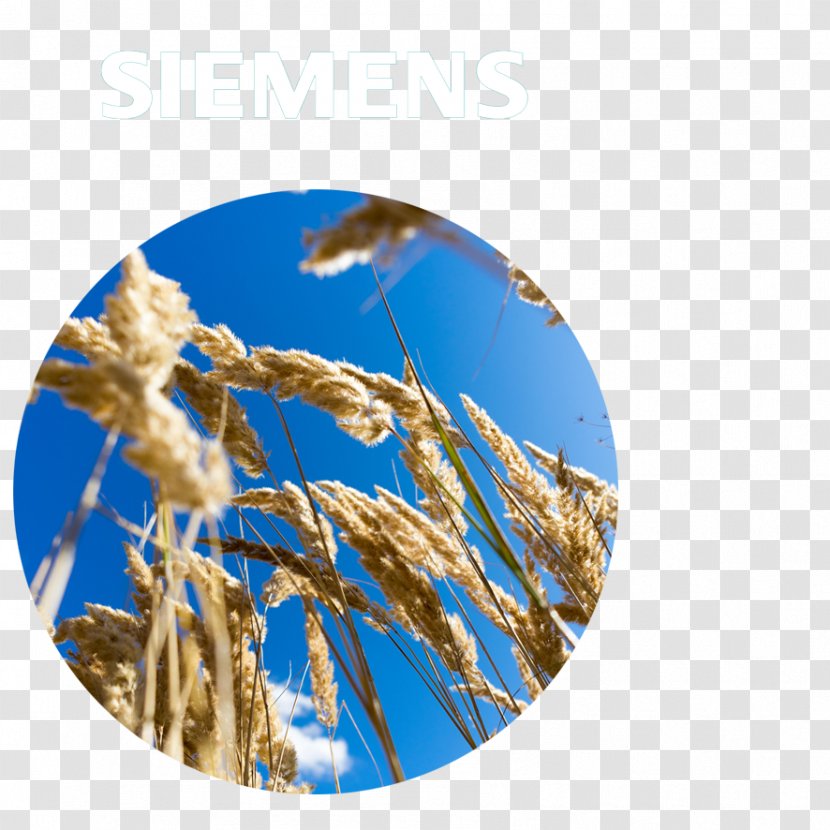 Emmer Grain Sky Plc - Grass Family - Biogas Transparent PNG
