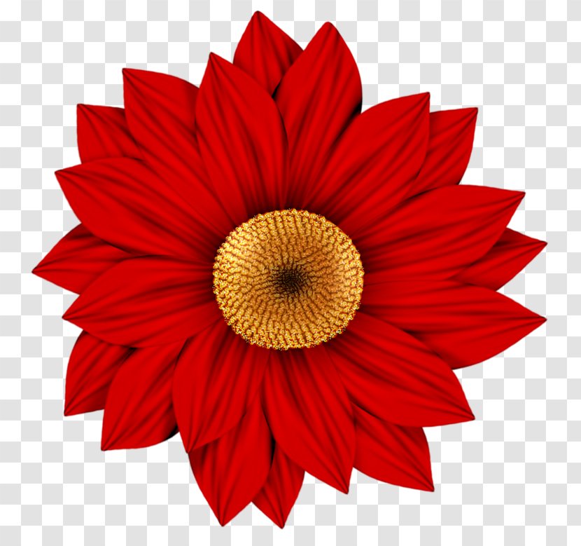 Flower Transvaal Daisy Drawing Clip Art - Red Sunflower Transparent PNG