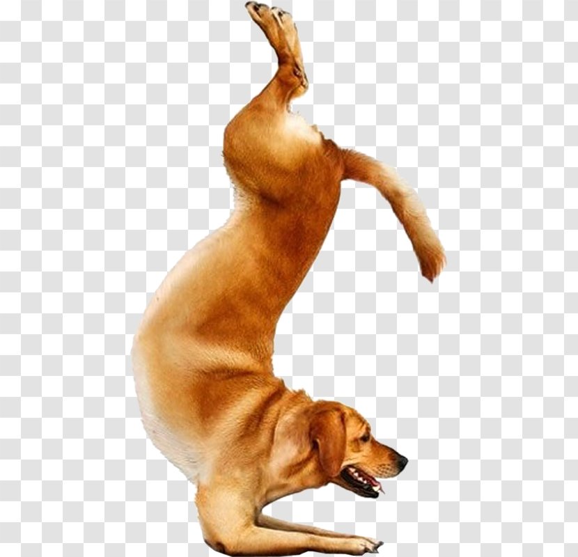 Yoga Dogs Doga Chihuahua Bull Terrier - Puppy Transparent PNG