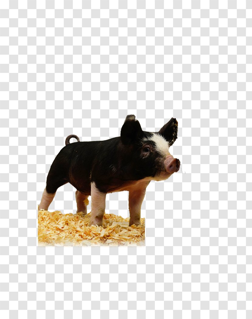 Pig Dog Breed Snout Transparent PNG