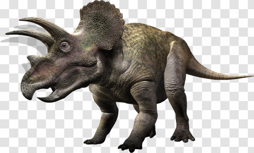 Torosaurus Triceratops Ceratopsia Tyrannosaurus Styracosaurus - Terrestrial Animal - Jurassic World Transparent PNG