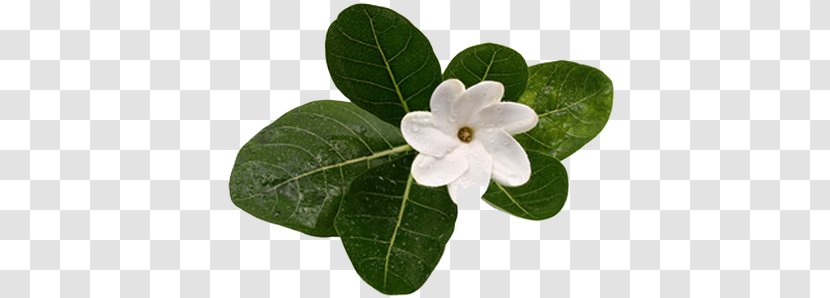 Monoi Oil Gardenia Taitensis Flower Tahiti Transparent PNG