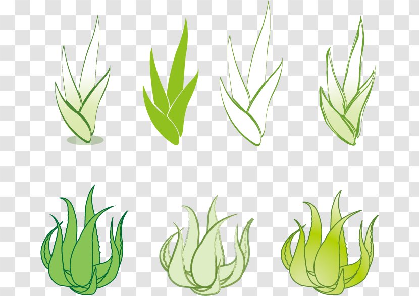 Aloe Vera Euclidean Vector Drawing - Succulent Plant - Material Transparent PNG