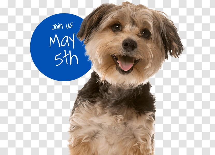 Puppy Cat Pet Dog Daycare Grooming - Norfolk Terrier Transparent PNG