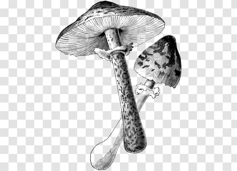 Botanical Illustration Black And White Drawing - Monochrome - Mushroom Transparent PNG
