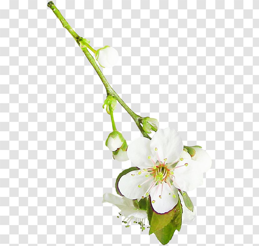 Flowers Background - Plant - Twig Transparent PNG