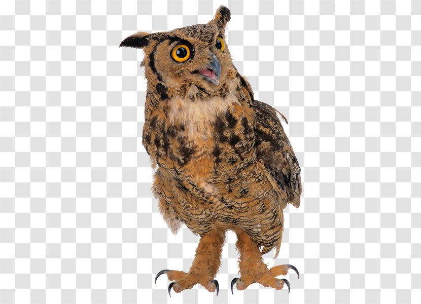 True Owl Digital Image Clip Art - Wildlife - Information Transparent PNG