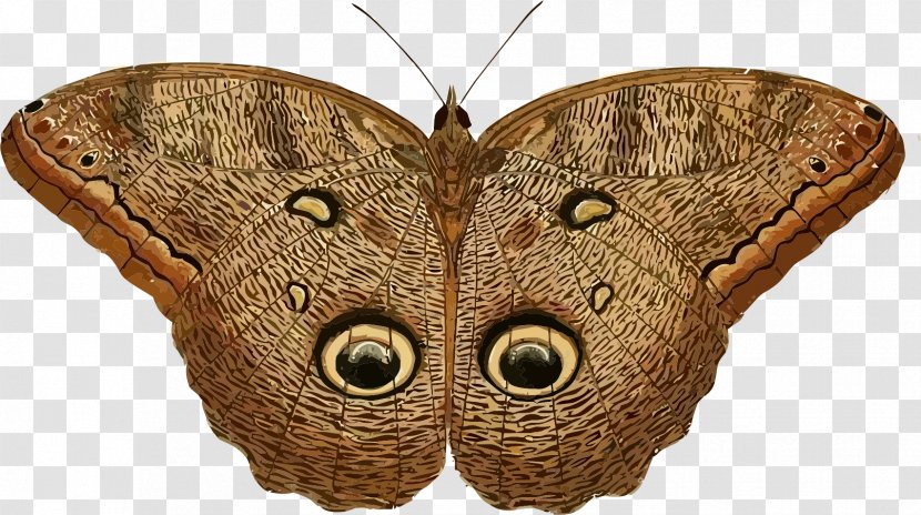 Owl Butterfly Insect Caligo Eurilochus Clip Art - Teucer Transparent PNG