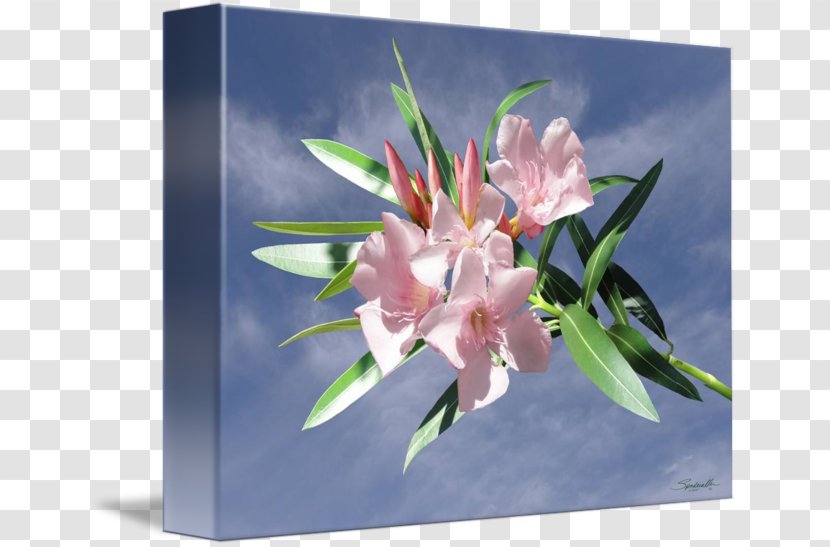 Floral Design Canna Cut Flowers Petal - Lily - Flower Transparent PNG