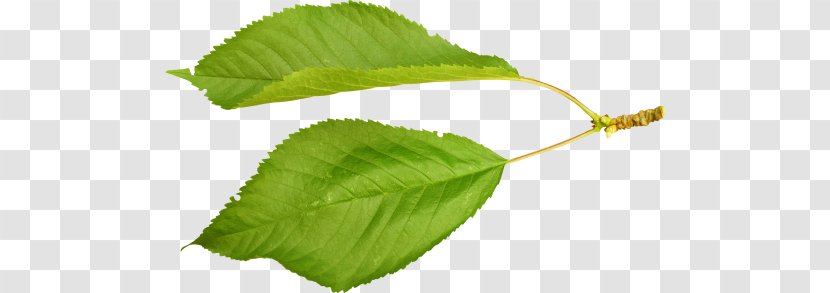 Leaf Cerasus Nalewka Plant Stem Wine Transparent PNG