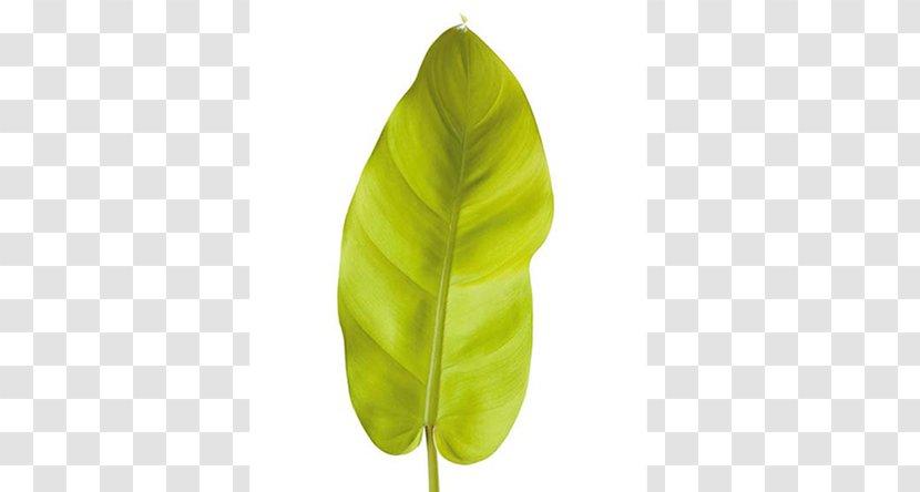 Banana Leaf - Plant - Design Transparent PNG