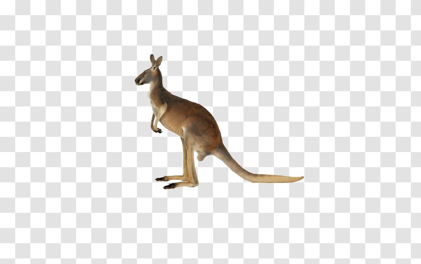 Red Kangaroo Pouch South African Springhare - Tail Transparent PNG