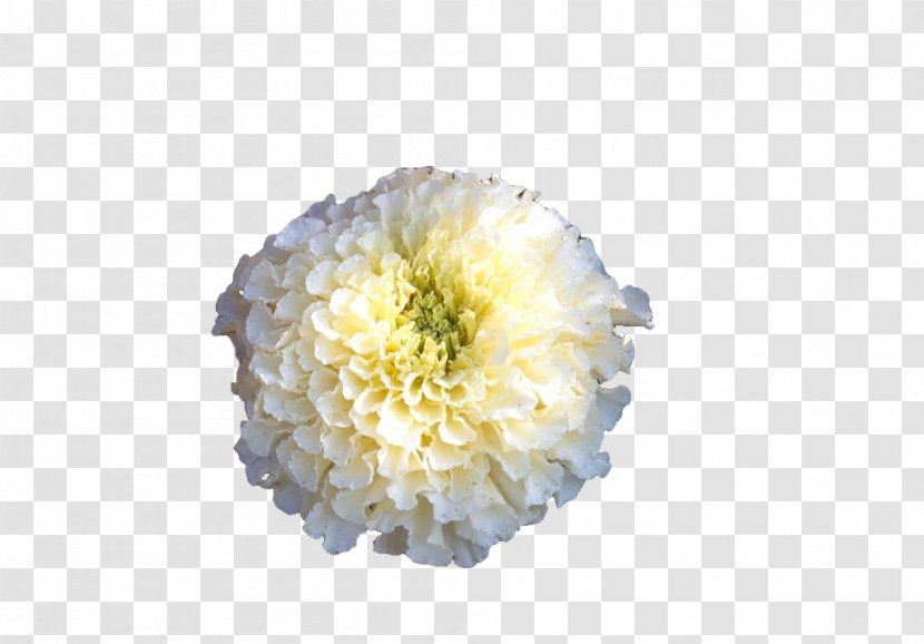 Mexican Marigold Calendula Officinalis Flower - Petal - White Transparent PNG