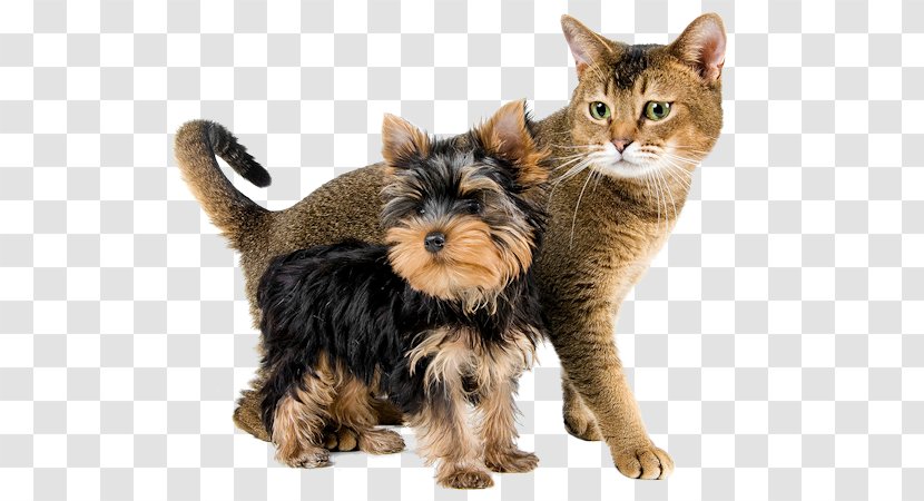 Cat Food Dog Fodder Veterinarian - Pet - Chien Transparent PNG