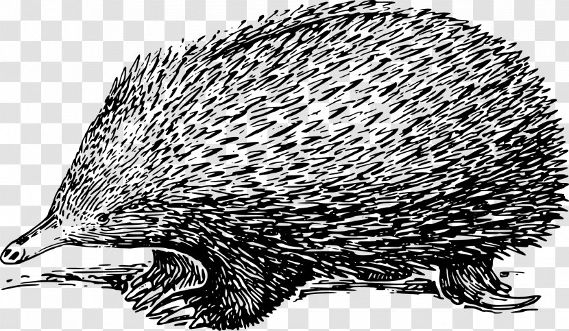 Hedgehog Echidna Drawing Clip Art - Wildlife - Vector Painted Transparent PNG