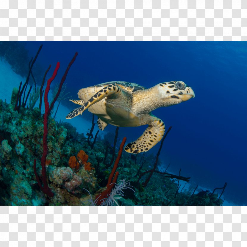 Loggerhead Sea Turtle Ecosystem Marine Biology Fauna Transparent PNG