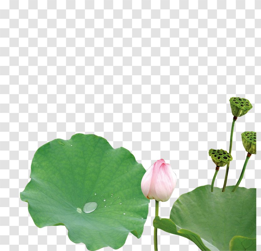 Nelumbo Nucifera Green Leaf Petal Plant Stem - Aquatic - Lotus Transparent PNG