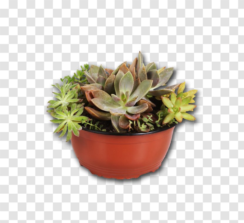 Succulent Plant Houseplant Flowerpot Leuchtenbergia - Drought Tolerance - Metope Transparent PNG