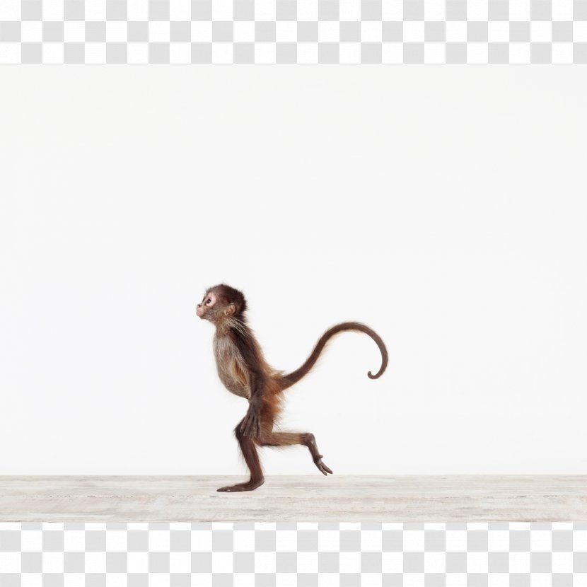 Animal Print Monkey Art Paper - Portrait Transparent PNG
