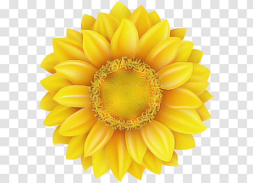 Sunflower - Barberton Daisy - Flowering Plant Transparent PNG