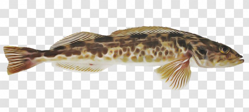 Fish Catfish Magur Transparent PNG