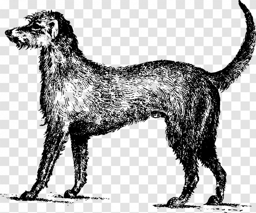 Irish Wolfhound Terrier Ireland Lurcher Clip Art - Vulnerable Native Breeds Transparent PNG