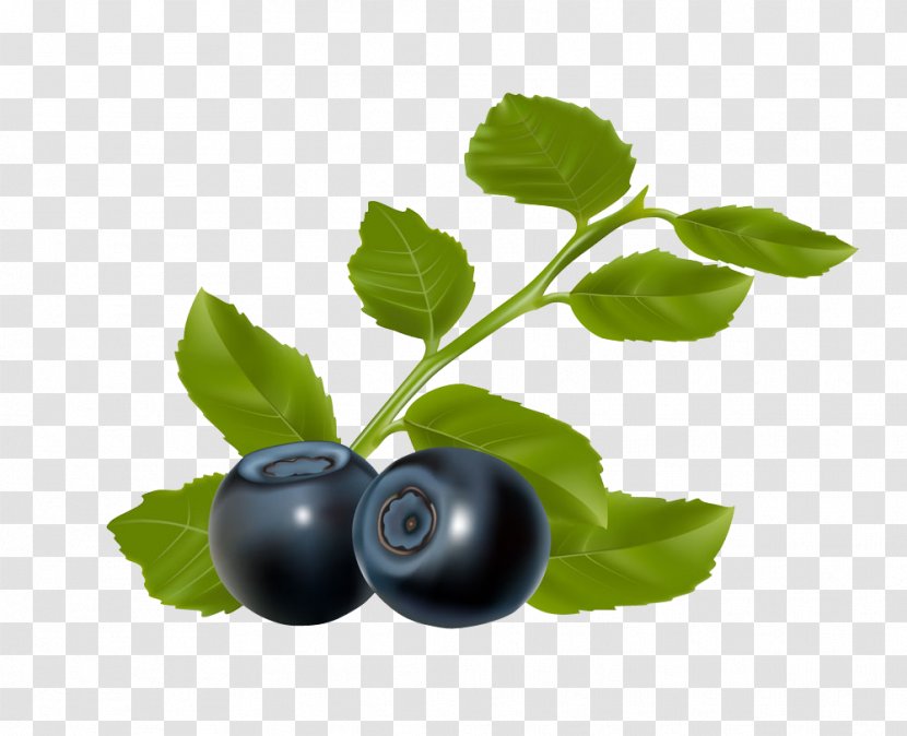 Blueberry Chokeberry Clip Art - Currant - Ripe Arbutin Transparent PNG