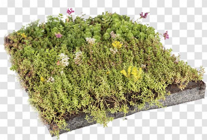 Green Roof Stonecrop Dachdeckung Grass - Tar Paper Transparent PNG