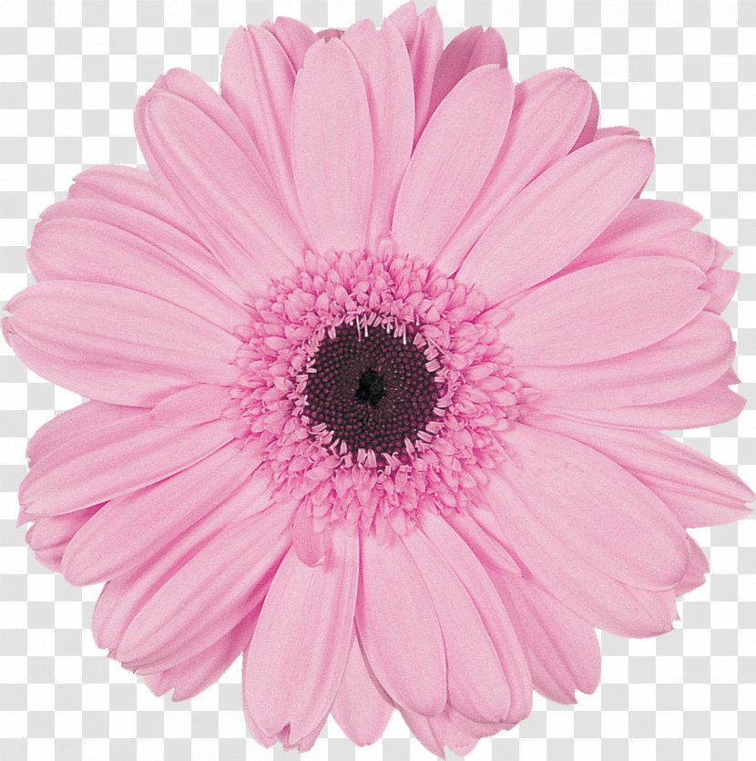 Transvaal Daisy Cut Flowers Pink Color - Flower - Gerbera Transparent PNG