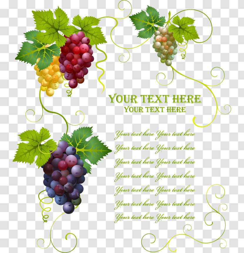 Wine Common Grape Vine Leaves - Vitis - Vector Three-dimensional Decorative Transparent PNG