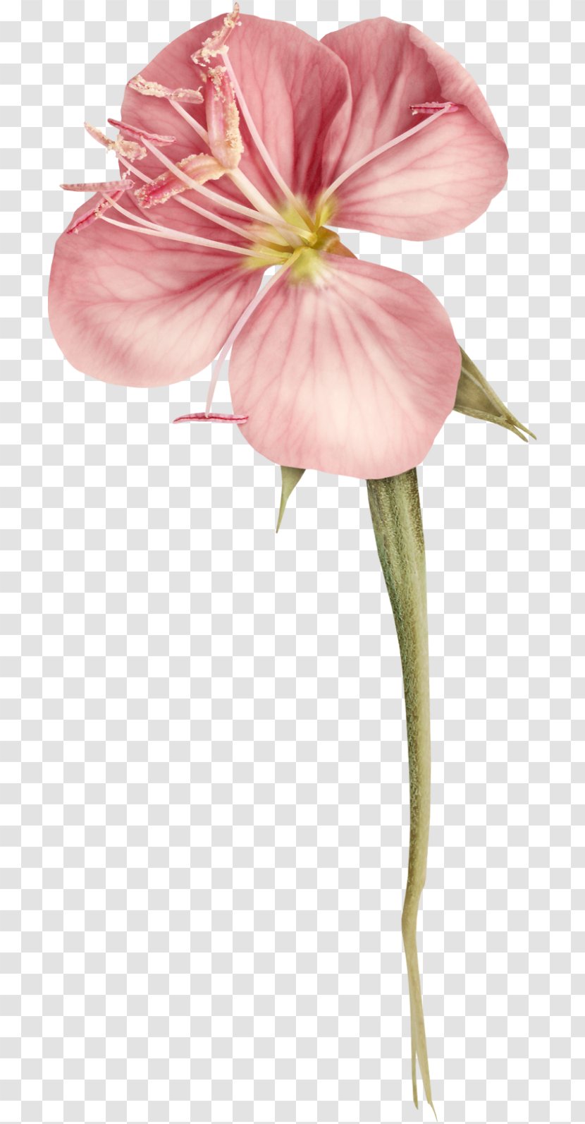 Flower Petal Pink Stamen Rose - Flowers - Crayons Transparent PNG