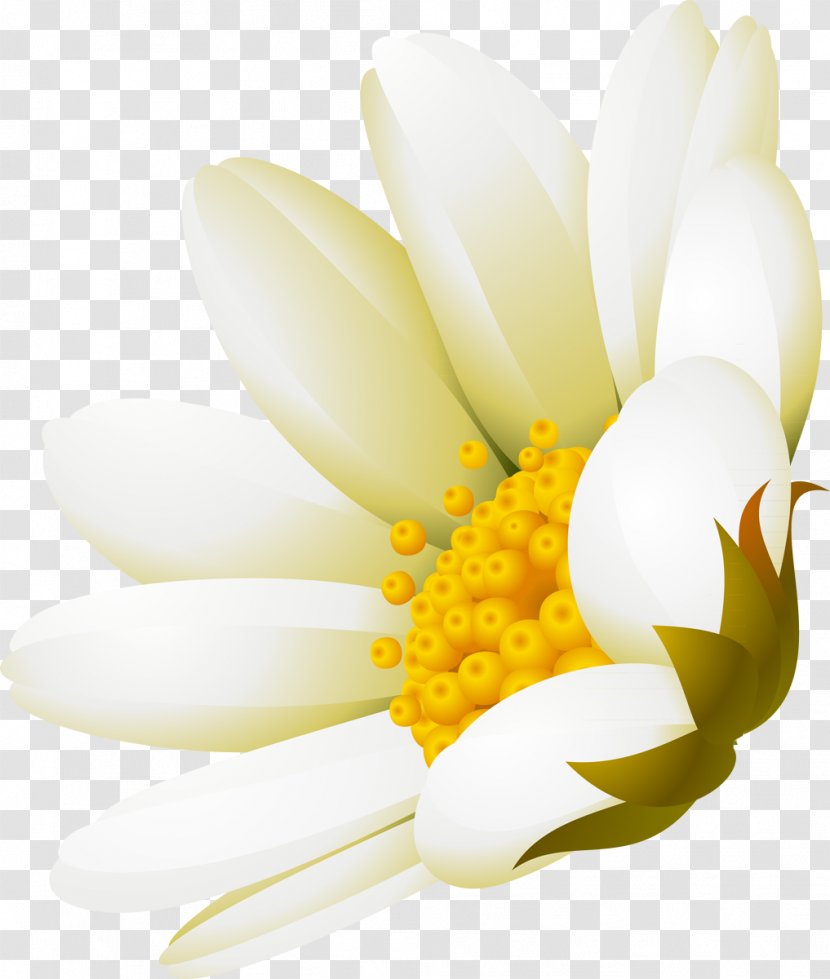White Flower Advertising DenizBank - Yellow - Camomile Transparent PNG
