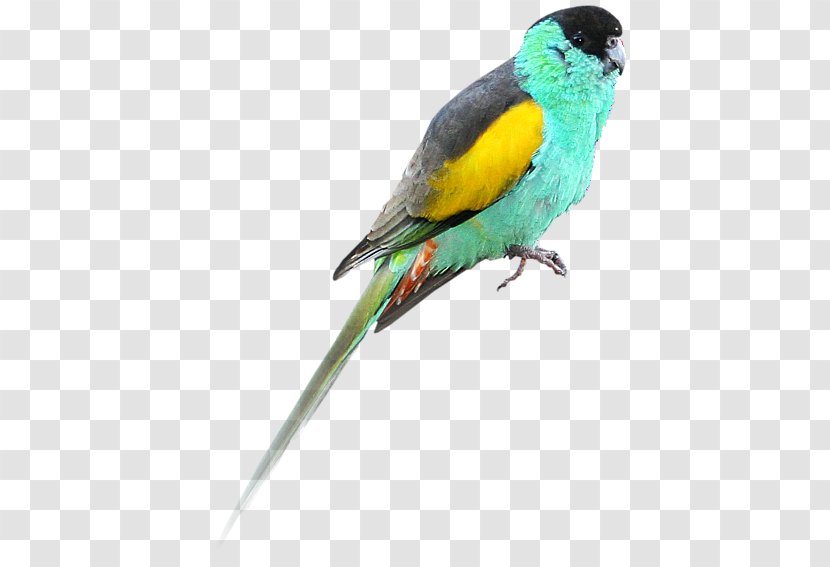 Hooded Parrot Bird Budgerigar Golden-shouldered - Lovebird Transparent PNG